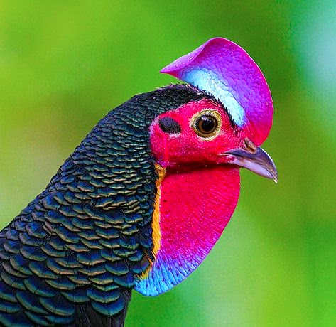 Ayam Hias Asli Negara Indonesia Yakni Ayam Hutan Hijau